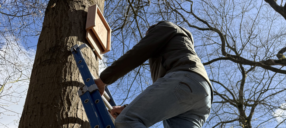 Waar en hoe hoog hang je een vleermuiskast?
