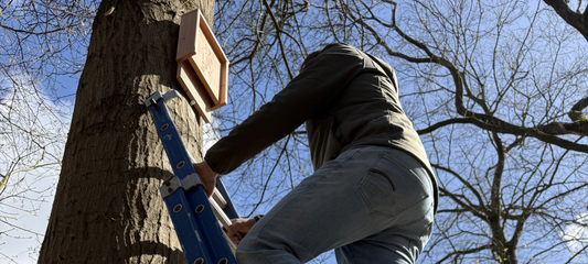Waar en hoe hoog hang je een vleermuiskast?