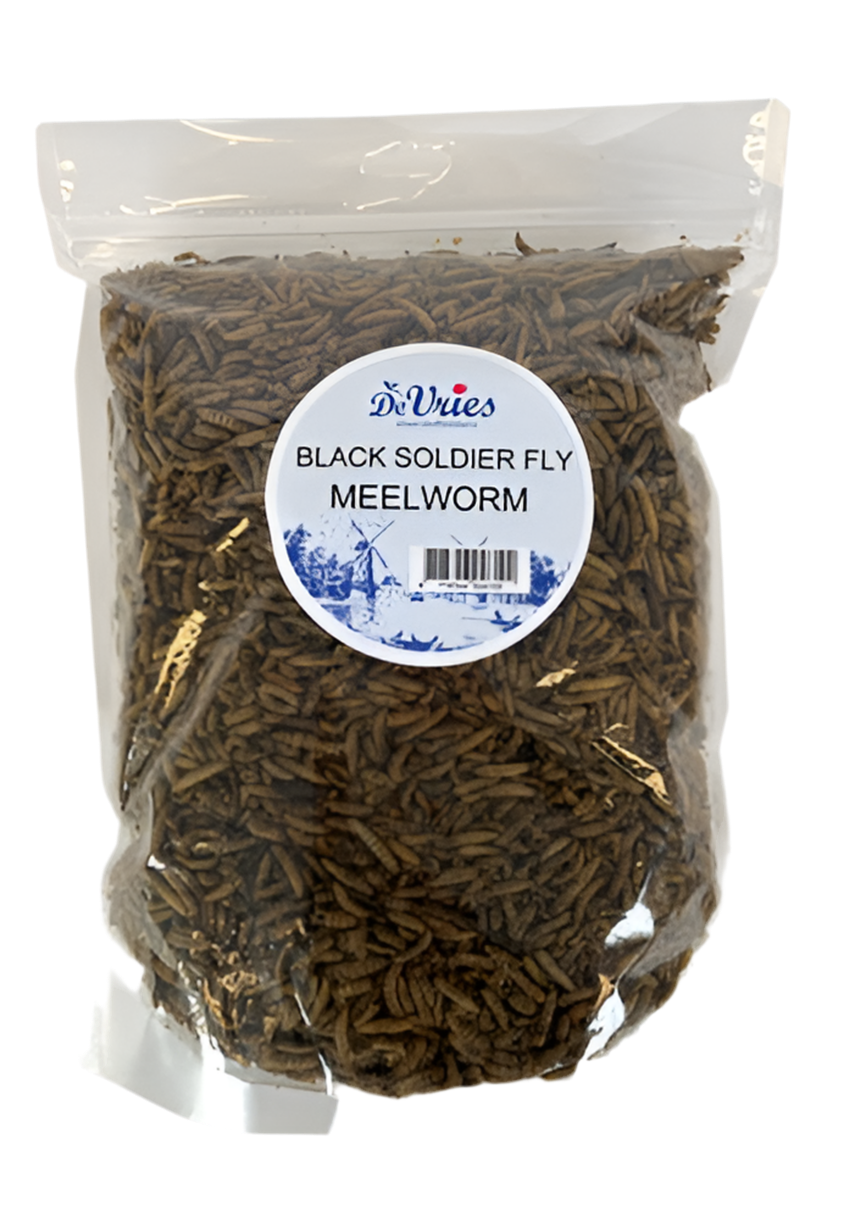 De Vries Meelworm Black Soldier Fly